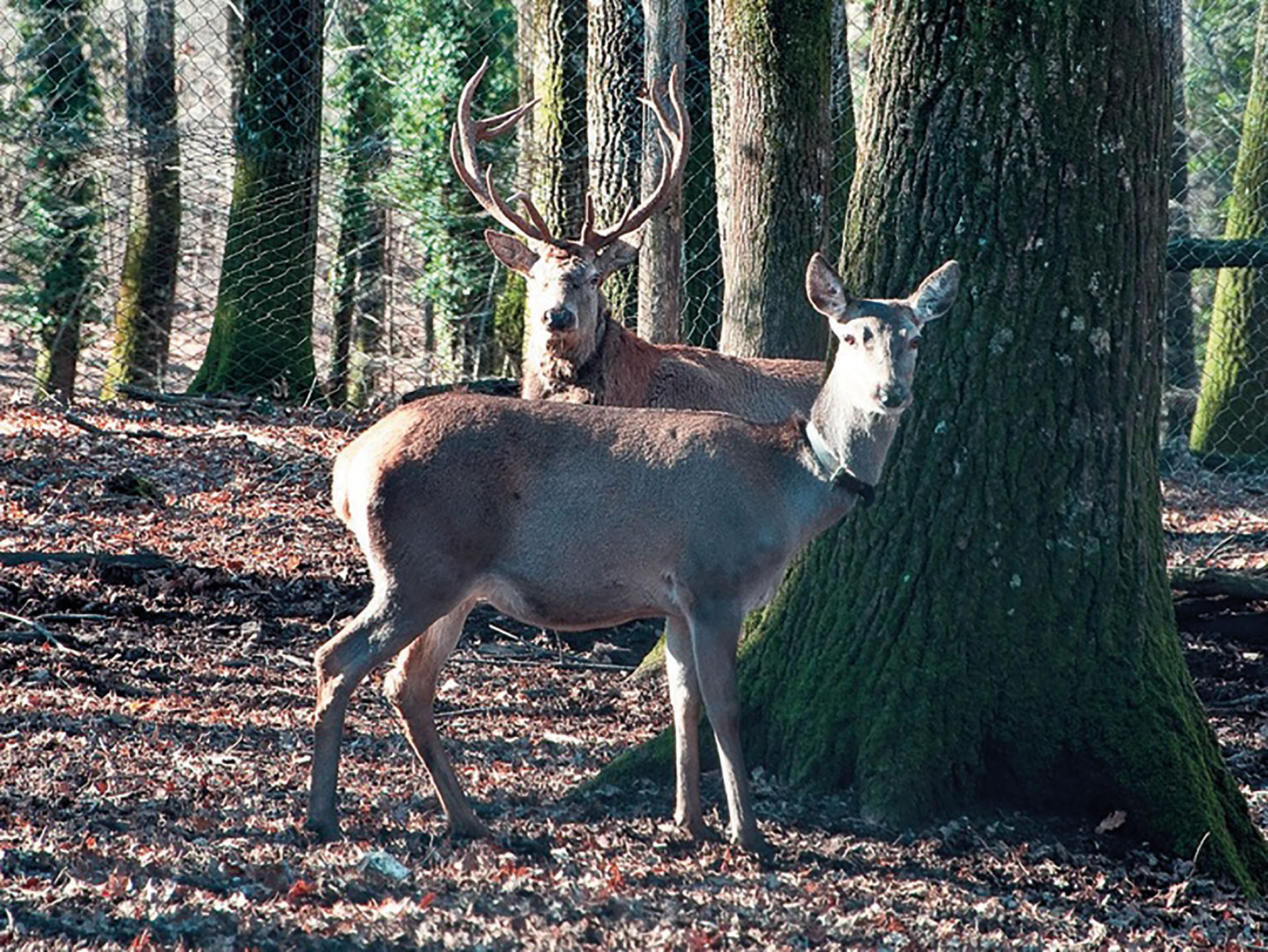 A pochi chilometri da Padula e Teggiano, su un territorio montuoso che presenta la maggiore superficie boschiva del Vallo di Diano, è possibile visitare la Foresta Demaniale Regionale Cerreta - Cognòle, una delle più interessanti dell’Italia meridionale per la protezione di flora e fauna in via d’estinzione. All’interno del compendio, la Regione Campania ha istituito un centro pubblico di produzione di fauna selvatica in cui sono tenuti, “liberi in foresta”, ungulati selvatici e, nella parte fruibile, in recinti didattici: cervi, daini, mufloni, cinghiali, capre ed equidi. Inoltre, in continuità con le tradizioni di gestione faunistica della foresta si svolgono attività mirate alla conservazione di specie di grande interesse naturalistico come la Lepre italica e il Capriolo italico. Da tempo la Foresta ha predisposto un ricco programma di percorsi didattici, particolarmente interessanti per gli studenti, volti alla conoscenza del patrimonio naturalistico mediante la realizzazione di visite guidate differenziate per aree tematiche quali: Ecosistemi e biodiversità; Recinti didattici di allevamento degli ungulati selvatici (cervi, daini, mufloni, capre ecc.); Lepre italica.