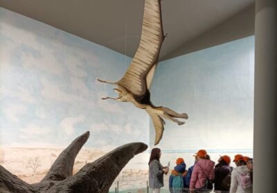 Magliano Vetere: alla scoperta del Museo Paleontologico