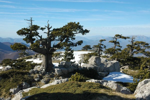 Il Gigante d’Argento e i Bioindicatori dell’Appennino: Escursione sul Monte Pollino