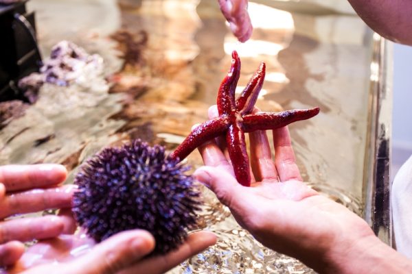 Il Mondo del Mare – Pioppi e Acciaroli