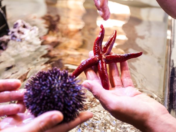 Il Mondo del Mare – Pioppi e Acciaroli