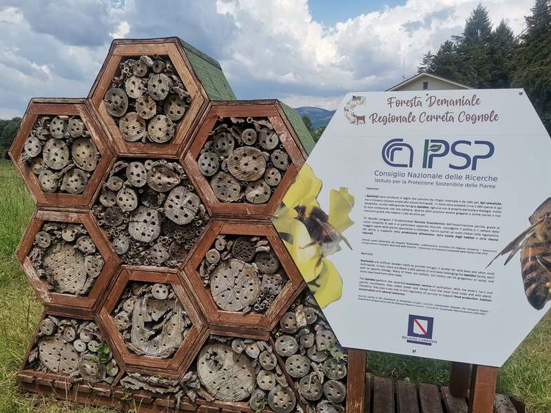 ecologia montana e sostenibilità campus giornaliero alla foresta cerreta Cognole