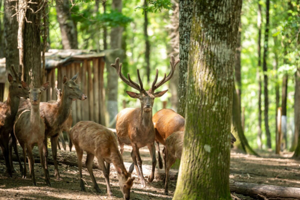 Ecologia Montana e Sostenibilità: Campus Giornaliero alla Foresta Cerreta Cognole